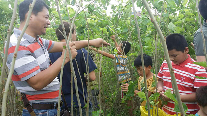 201606019广州学生在高坡小学体验采摘桑叶.jpg