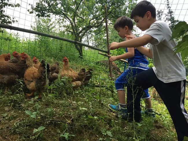 20160601小朋友在果园抓鸡1.jpg